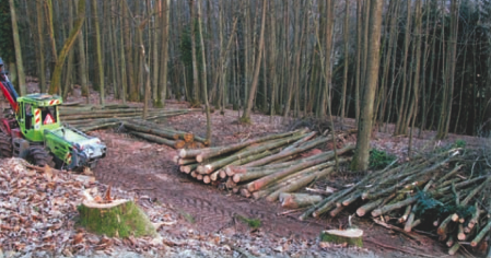 Exploitation du bois de châtaignier, ressource renouvelable et durable
